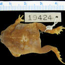Image of Russell's Toadlet