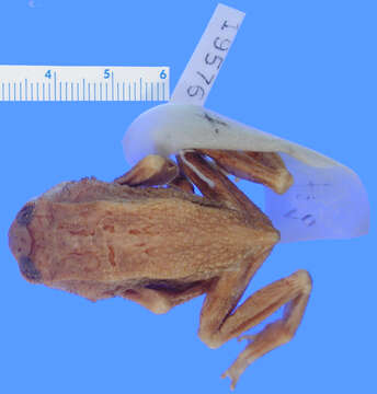 Image of <i>Bufo tagaensis</i>