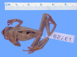 Dendropsophus leucophyllatus (Beireis 1783) resmi