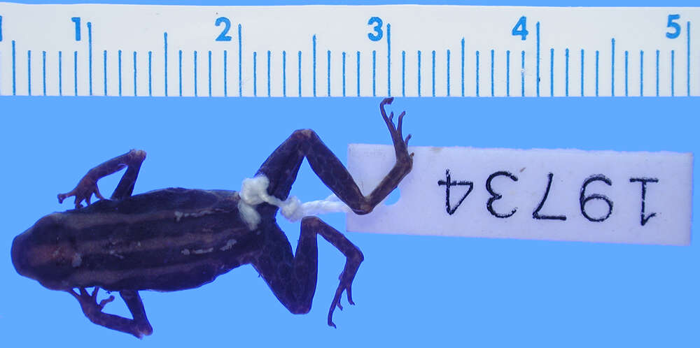 Image of Rio Madeira Poison Frog