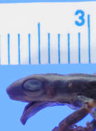 Image of Rio Madeira Poison Frog