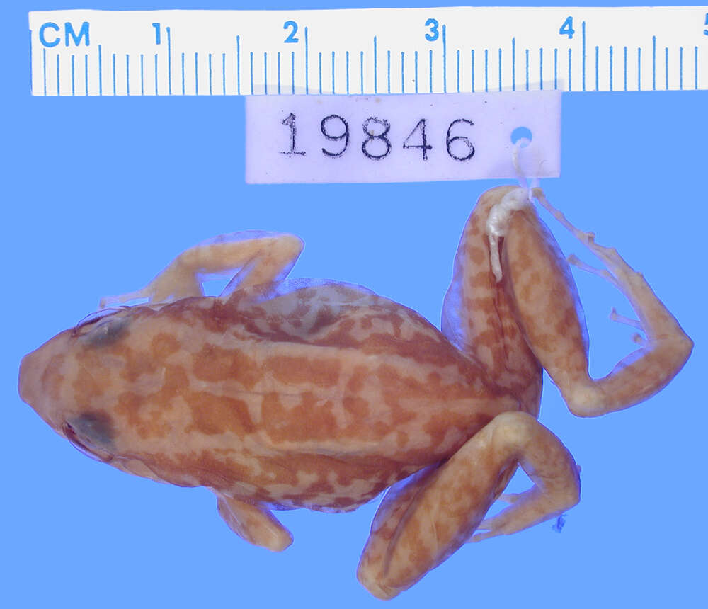 Sivun Eleutherodactylus pictissimus Cochran 1935 kuva