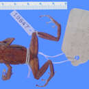 Слика од Eleutherodactylus darlingtoni Cochran 1935