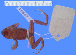 Imagem de Eleutherodactylus darlingtoni Cochran 1935