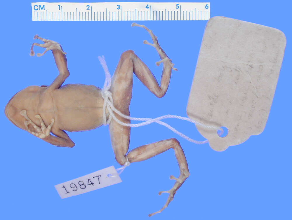 Imagem de Eleutherodactylus darlingtoni Cochran 1935