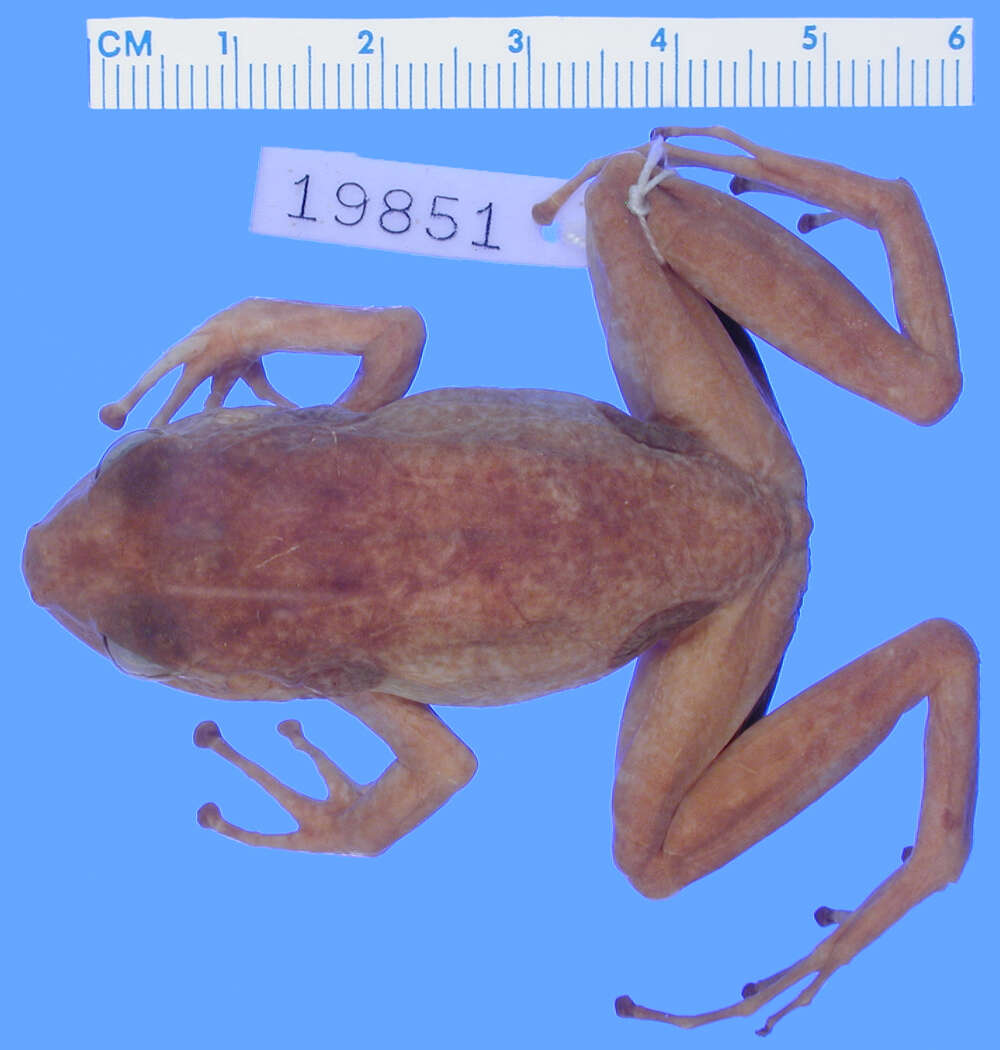 Image of Doris' Robber Frog