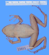 Image of Doris' Robber Frog