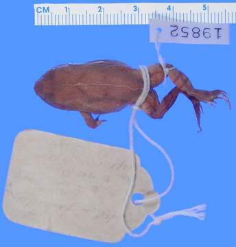 Image of Eleutherodactylus jugans Cochran 1937