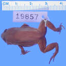 Image de Eleutherodactylus ventrilineatus (Shreve 1936)