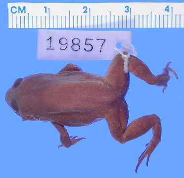 صورة Eleutherodactylus ventrilineatus (Shreve 1936)