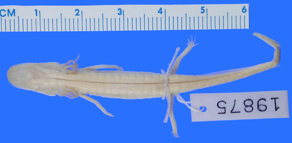 Image of Georgia Blind Salamander