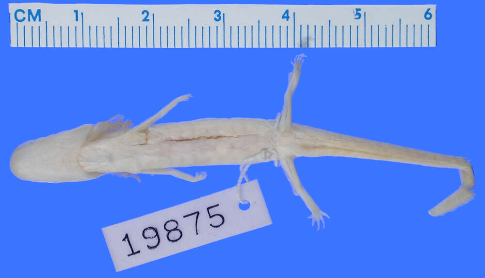 Image of Georgia Blind Salamander