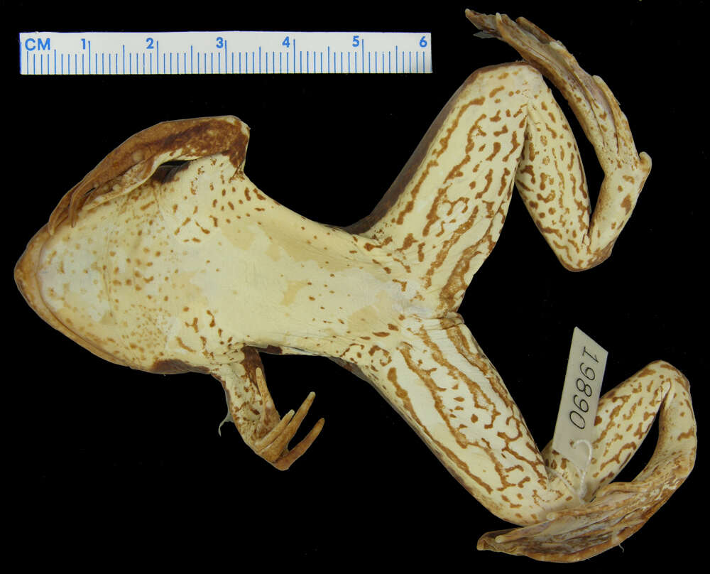 Image of Paradoxical Frog