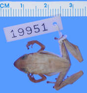 Image of Ceuthomantinae Heinicke, Duellman, Trueb, Means, MacCulloch & Hedges 2009