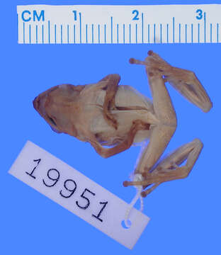 Image of Canelos Robber Frog