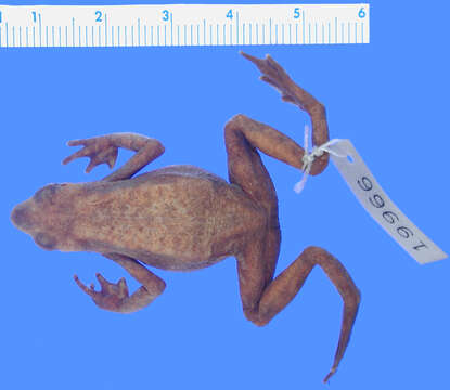 Atelopus chiriquiensis Shreve 1936的圖片