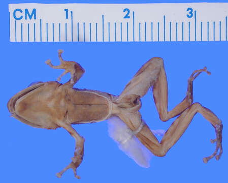 Imagem de Pristimantis altamazonicus (Barbour & Dunn 1921)