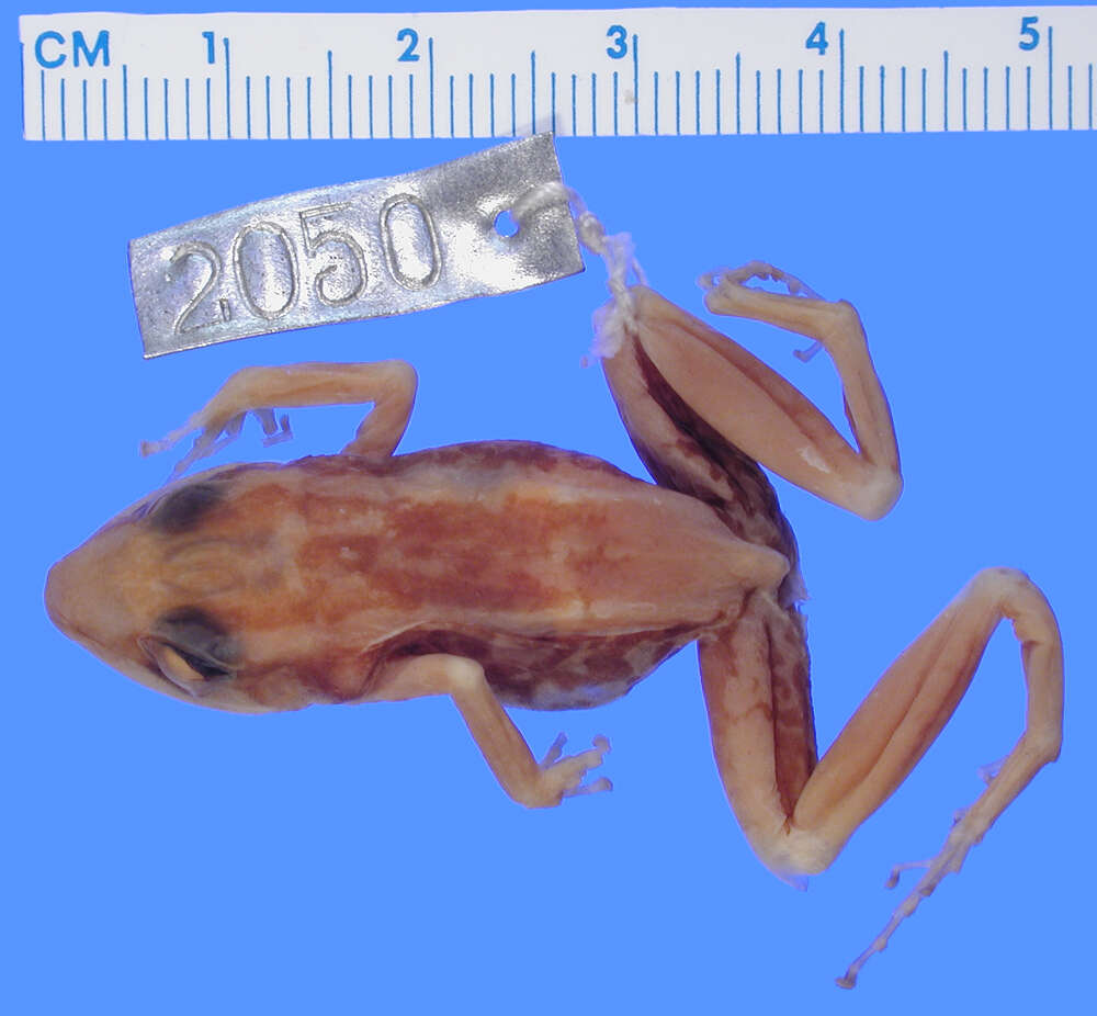 صورة Eleutherodactylus weinlandi Barbour 1914