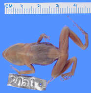 Imagem de Eleutherodactylus weinlandi Barbour 1914