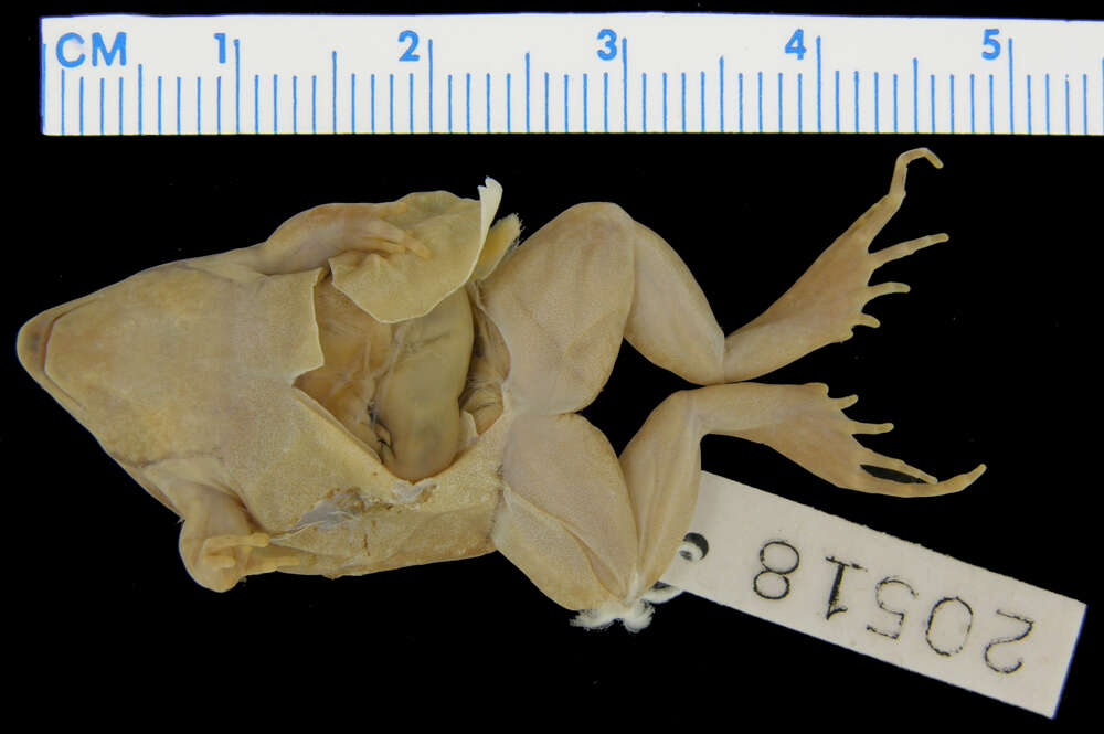 Image of Marbled Snout-burrower