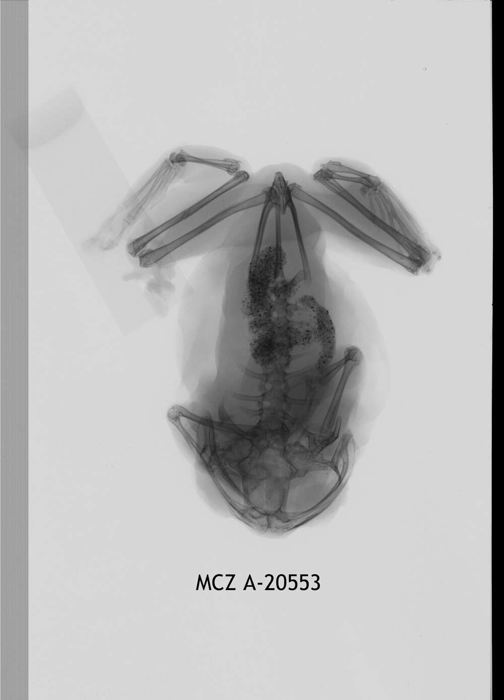 Image of Leptopelis concolor Ahl 1929