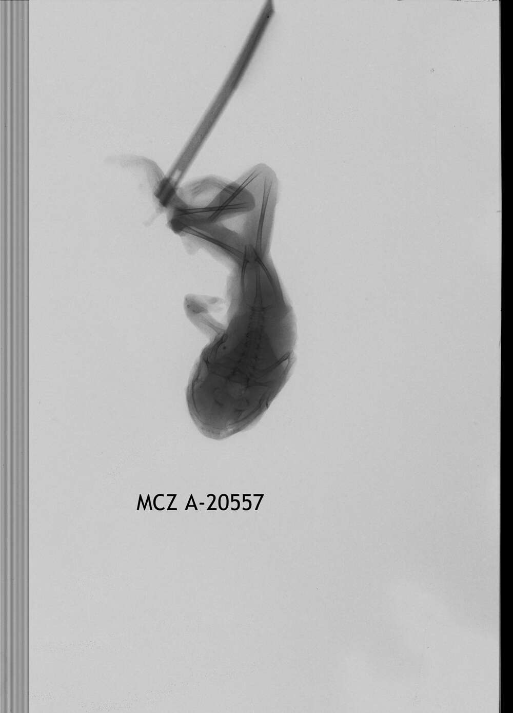 Image of Leptopelis concolor Ahl 1929