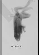 Image of Leptopelis concolor Ahl 1929