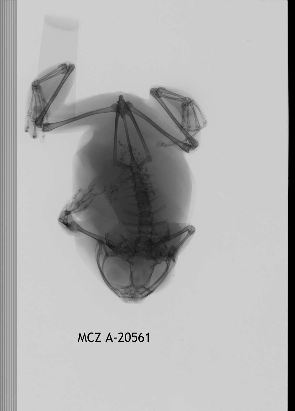 Image of Leptopelis concolor Ahl 1929