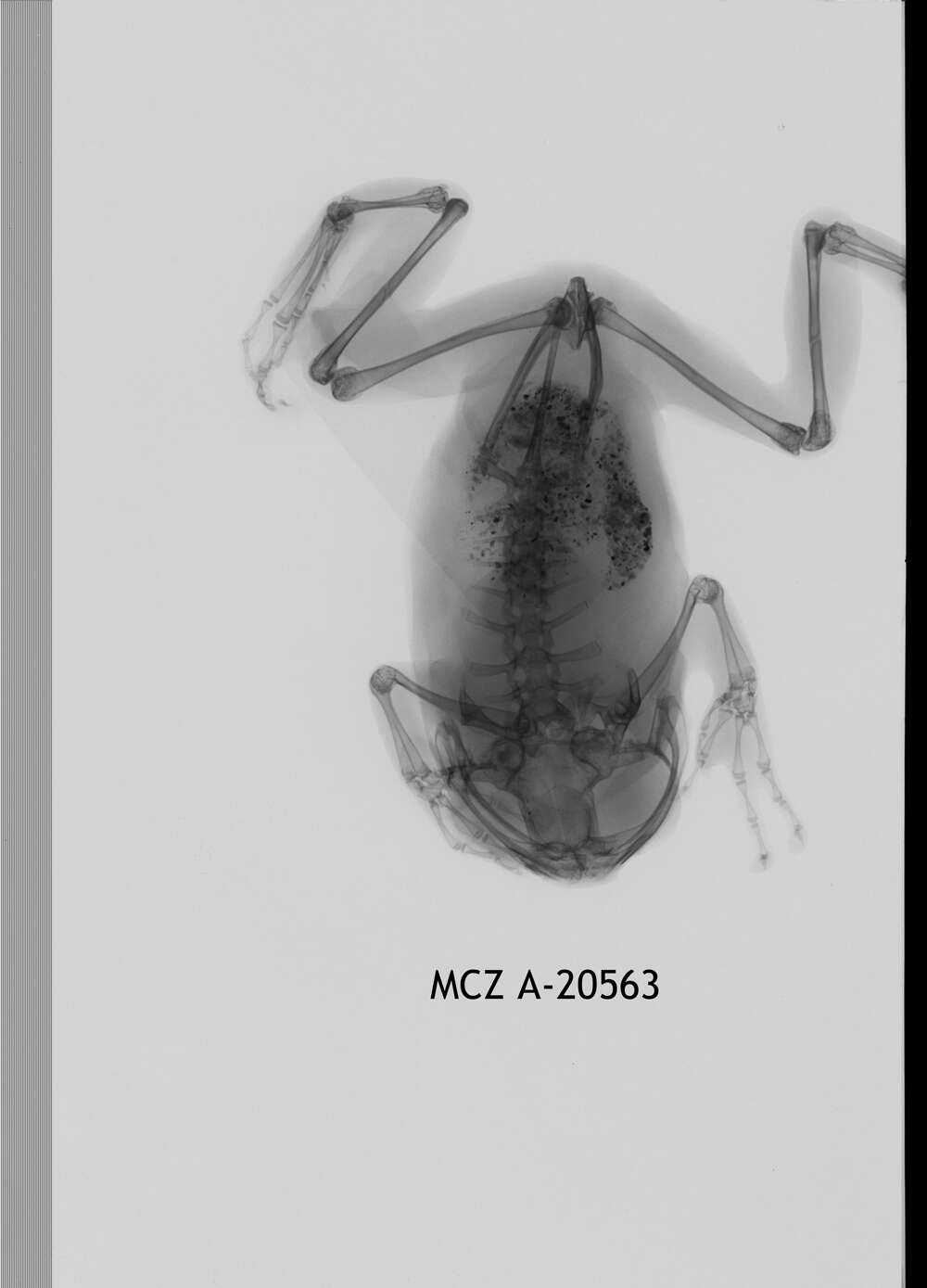 Image of Leptopelis concolor Ahl 1929