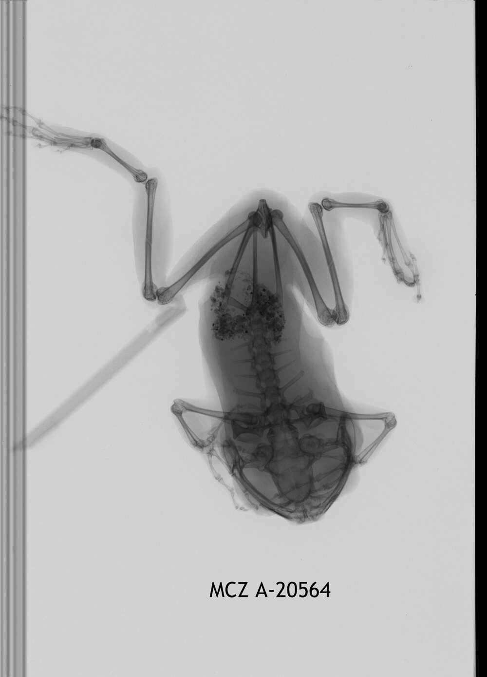 Image of Leptopelis concolor Ahl 1929