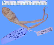 Image of Argus Reed Frog