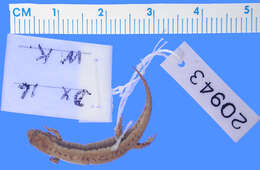 Image of Pygmy Salamander