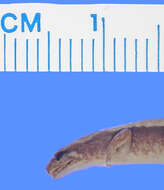 Image of Pygmy Salamander