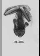 Image de Leptopelis palmatus (Peters 1868)