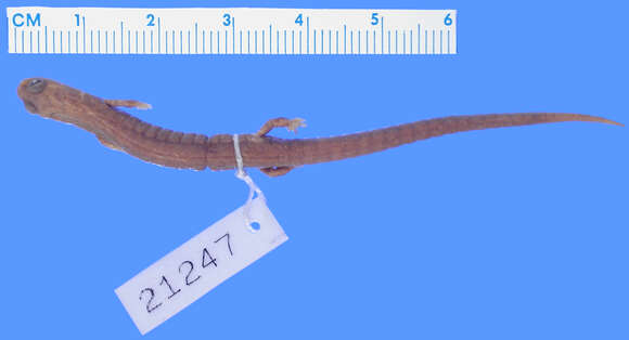 Image of Yoro Moss Salamander