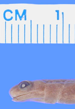 Image of Yoro Moss Salamander