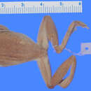 Image of <i>Hyla stadelmanni</i>