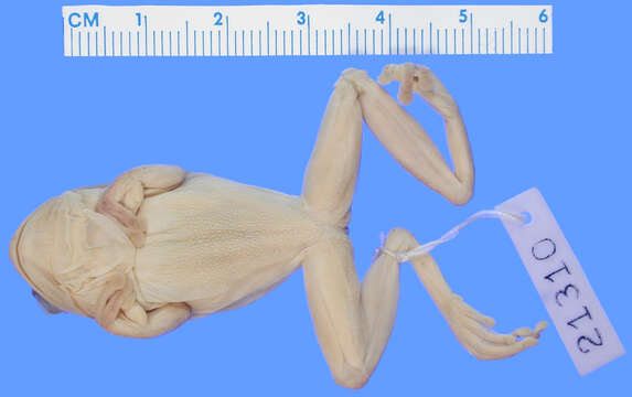 Image of <i>Hyla stadelmanni</i>