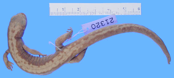 Image of Japanese Clawed Salamander