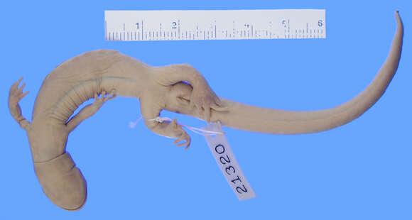 Image of Japanese Clawed Salamander