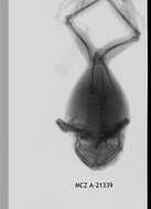 Image de Leptopelis uluguruensis Barbour & Loveridge 1928