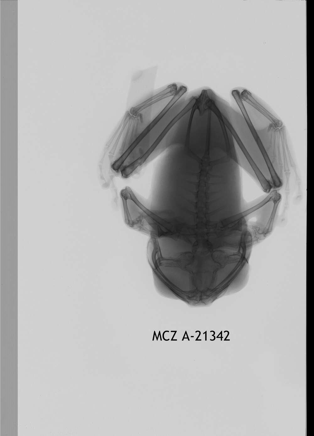 Image de Leptopelis uluguruensis Barbour & Loveridge 1928