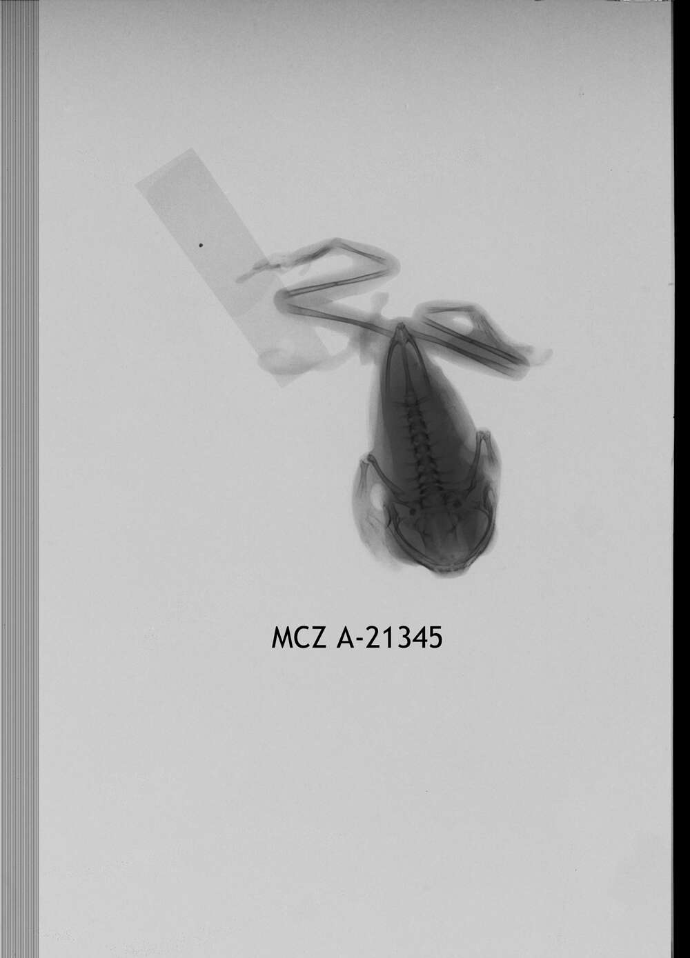 Image de Leptopelis vermiculatus (Boulenger 1909)