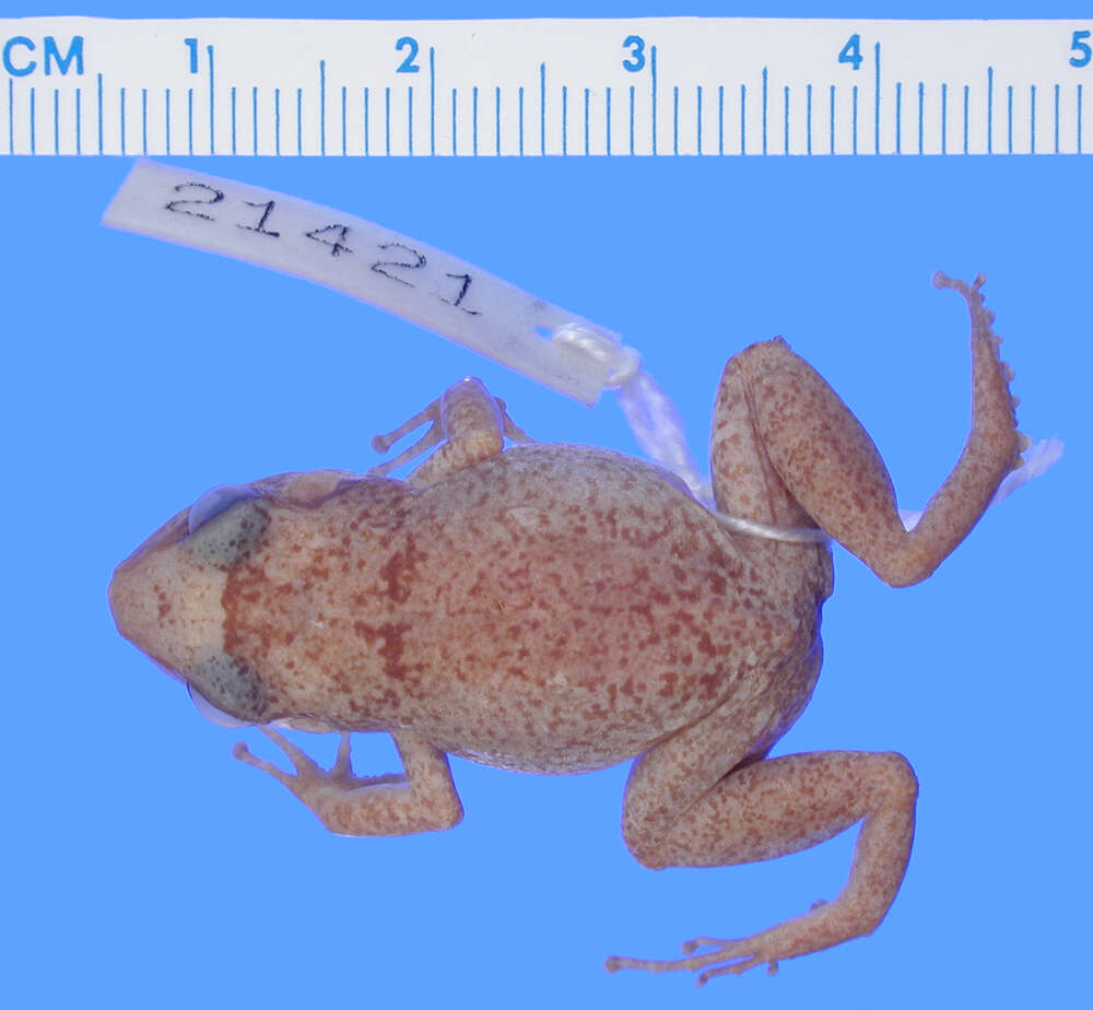 Image of Eleutherodactylus rogersi Goin 1955