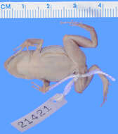 Image of Eleutherodactylus rogersi Goin 1955