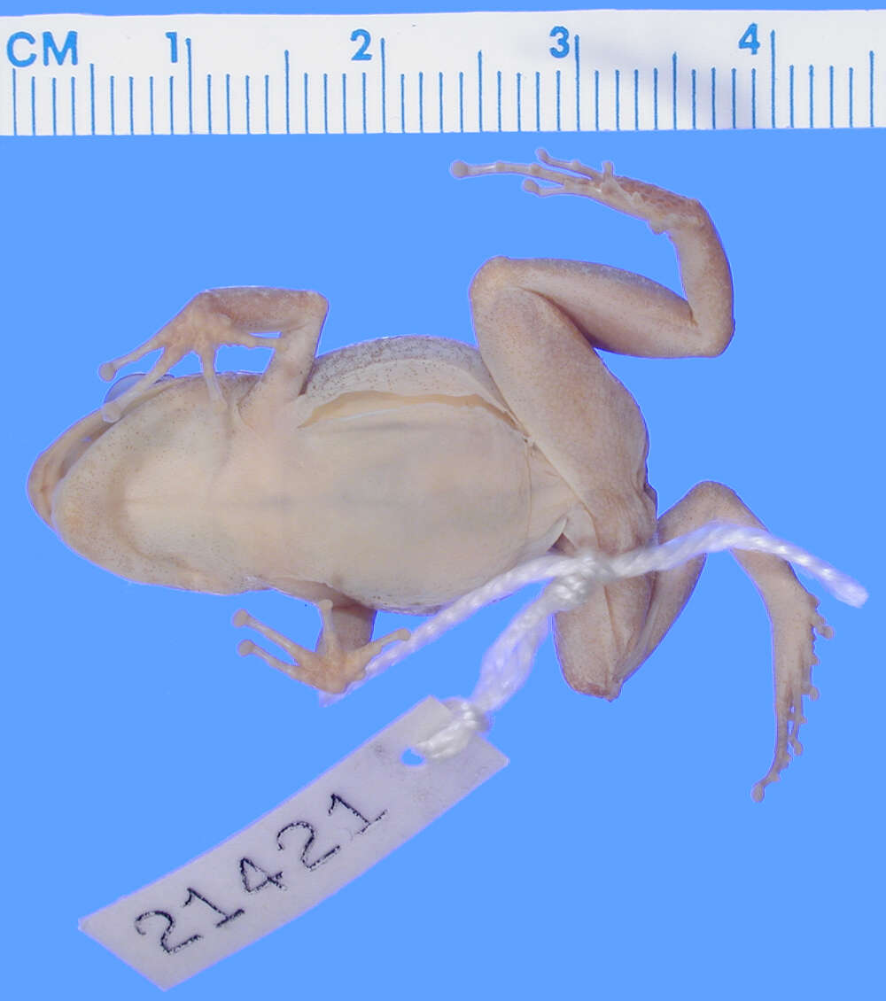 Image of Eleutherodactylus rogersi Goin 1955