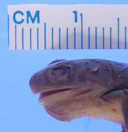 Image de <i>Pseudacris <i>regilla</i></i> regilla