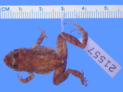 صورة Eleutherodactylus brevirostris Shreve 1936