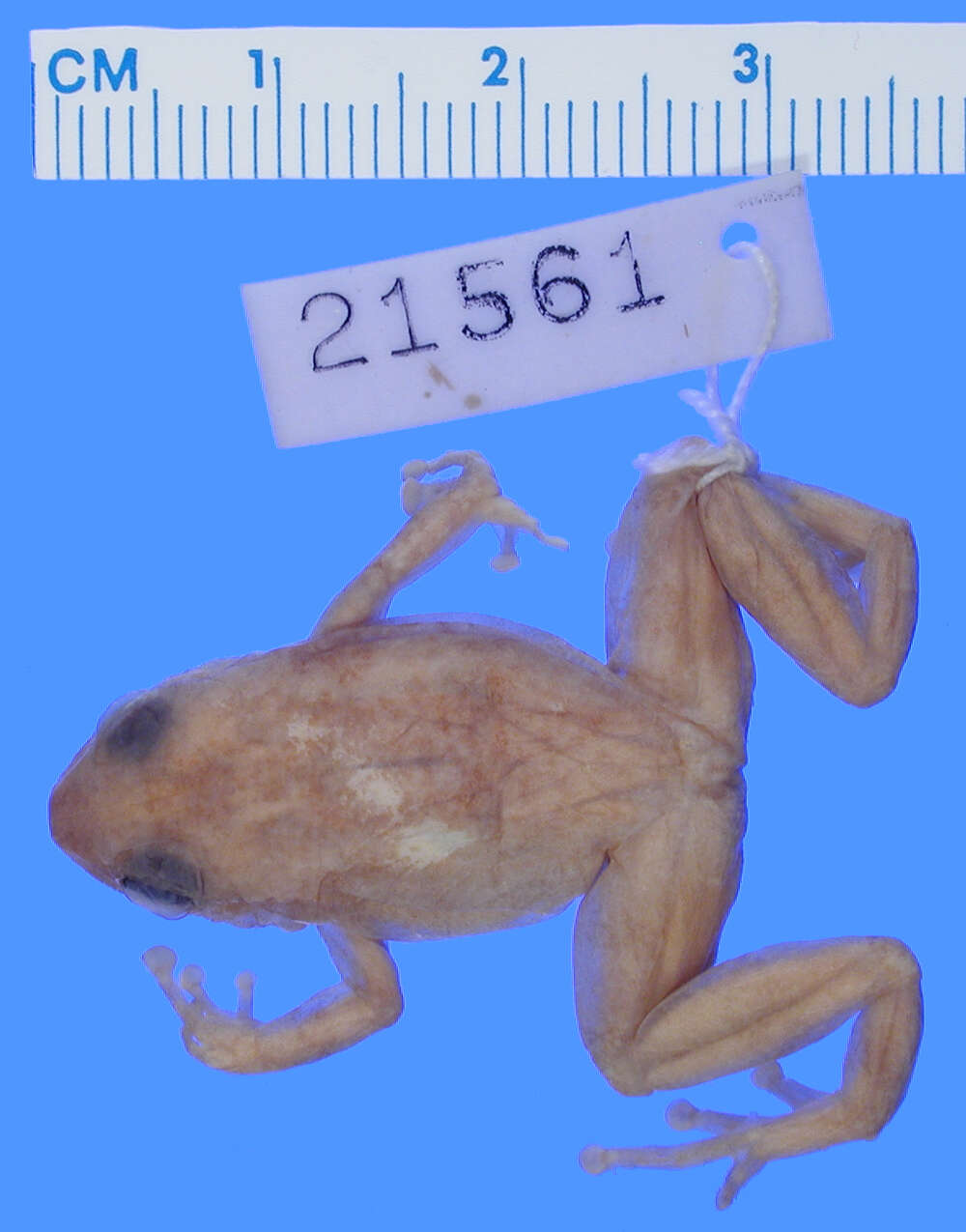 Sivun Eleutherodactylus semipalmatus Shreve 1936 kuva