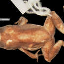 Image of Macaya breast-spot frog